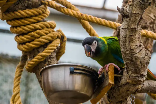 Photo of yellow collared macaw parrot eating from a bowl, pet care in aviculture, popular colorful bird from brazil