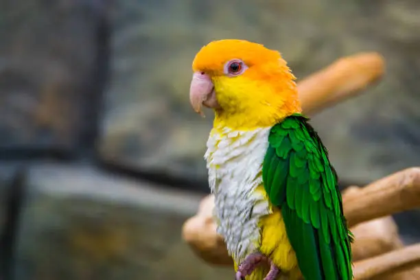 Photo of closeup of a white bellied caique, popular pet in aviculture, Endangered bird specie from the amazon of Brazil