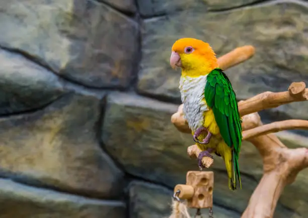 Photo of portrait of a white bellied caique, popular and colorful pet in aviculture, Endangered bird specie from the Amazon of Brazil