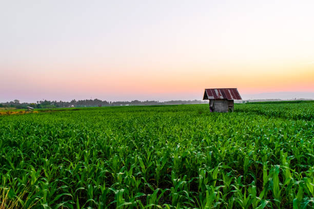 istock sunrise over the corn field 1150228824