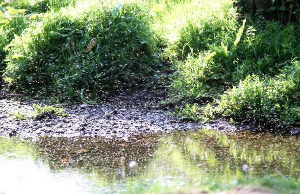 swarm of midges or gnats above river