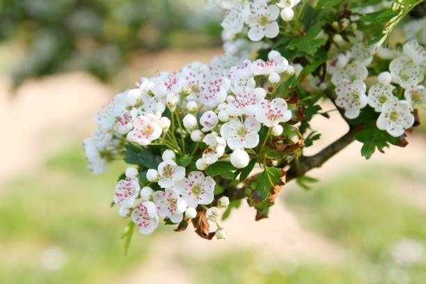 fleur d’aubépine - hawthorn photos et images de collection