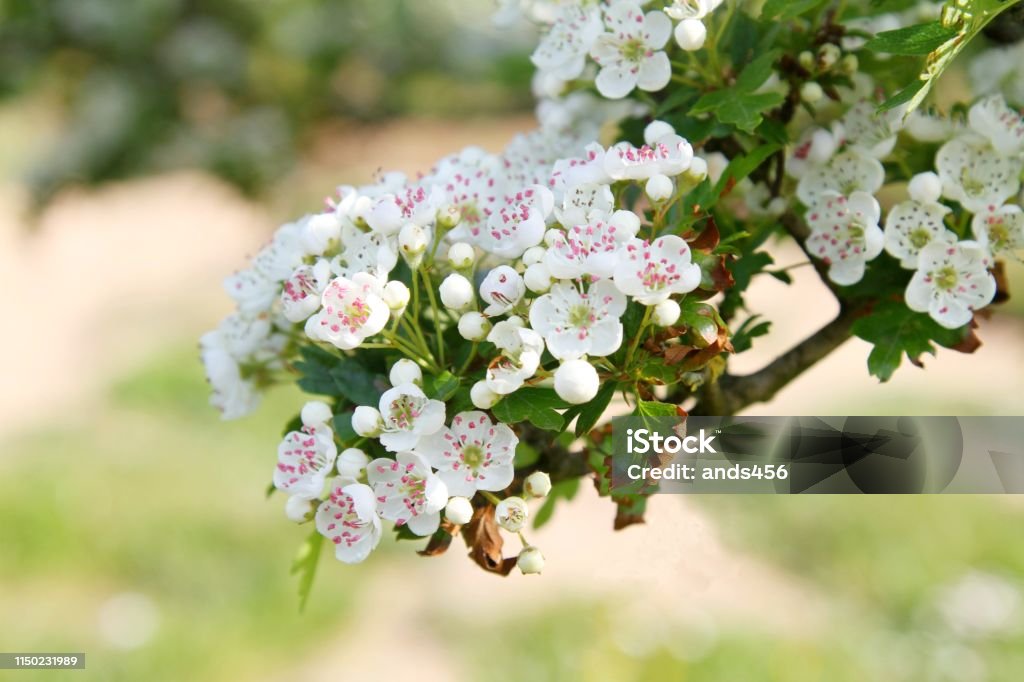 Hawthorn blossom White Hawthorn blossom on branch Hawthorn Stock Photo