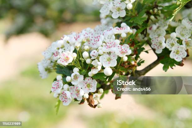 Hawthorn Blossom Stock Photo - Download Image Now - Hawthorn, Blossom, UK