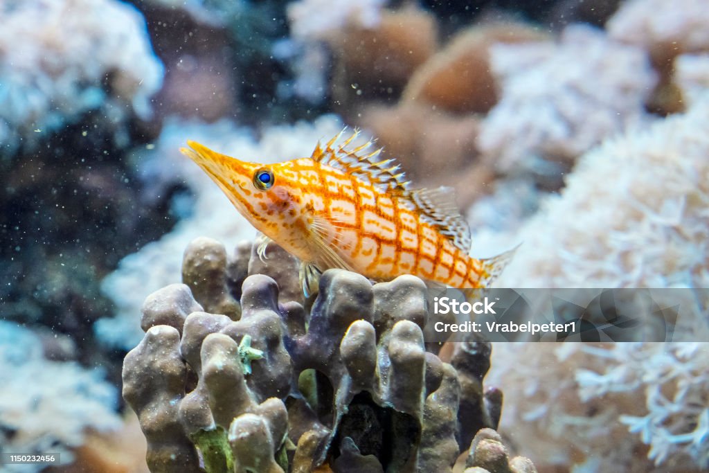 Longnose hawkfish - Oxycirrhites typus Longnose hawkfish - Oxycirrhites typus. Animal scene. Animal Stock Photo