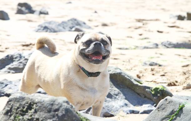 istock jack russell cross pug (jug) dog on beach 1150232637
