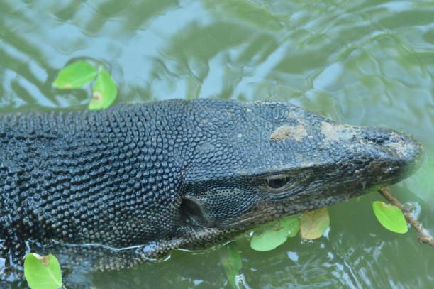 istock Dragon in Lunpini park,Bangkok 1150233047
