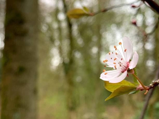 istock Close-Up Of Cherry Blossom 1150233261