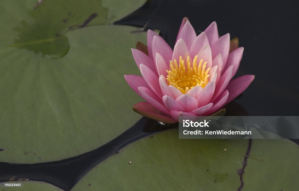 Pink Water Lily  Color Image Stock Photo