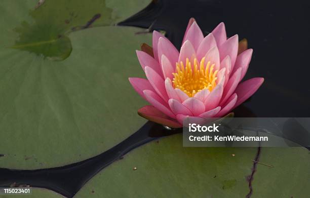 Pink Water Lily Stock Photo - Download Image Now - Color Image, Horizontal, Lotus Water Lily