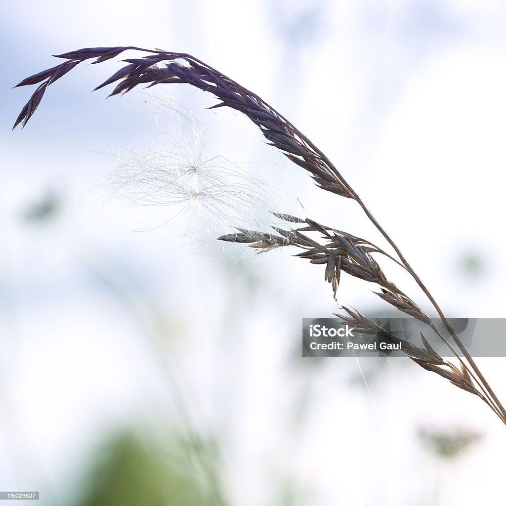 Dry Wildblumen auf Wiese bei Sonnenuntergang - Lizenzfrei Alt Stock-Foto