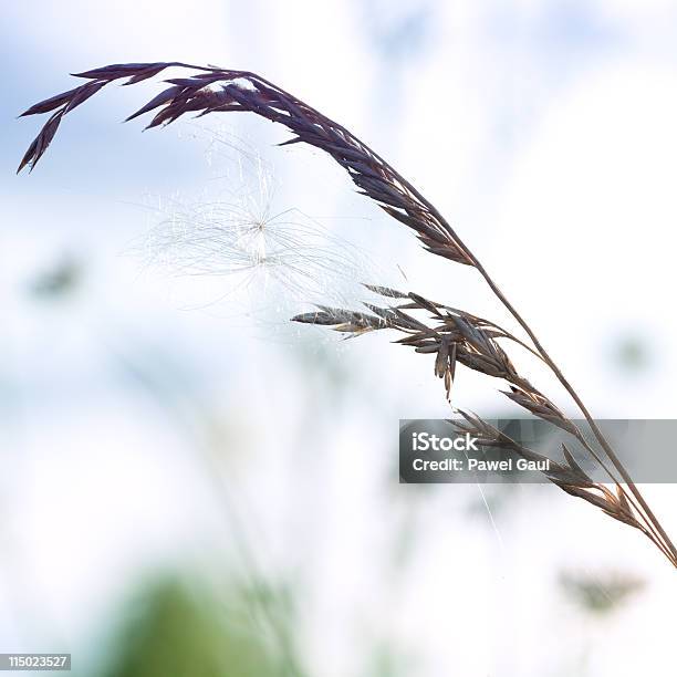 Dry Wildblumen Auf Wiese Bei Sonnenuntergang Stockfoto und mehr Bilder von Alt - Alt, Ausgedörrt, Bewegung