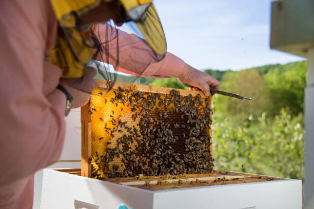 istock Bee keeper lifting shelf out of hive 1150236217