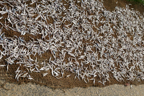 Stock photo of drying anchovy fish on fishing net in open air. Anchovies are being dried in sunshine outdoors on the roadside near by Indian beach street fishermen's seafood market / side of road in Kollam, Kerala, South India, Indian fishing industry photo preserved food to be eaten imagen de secar el pescado de anchoa en la red de pesca al aire libre, anchoas secas secándose en el sol al aire libre por el mercado de mariscos de la calle de la playa de pescadores/lado de la carretera en kollam, kerala, sur de la india, la industria p