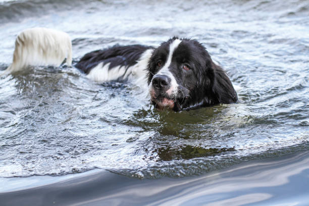 Hund lernt schwimmen