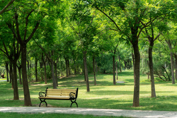 park bench and woodland
