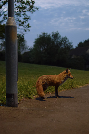 Red Fox en el retrato nocturno photo