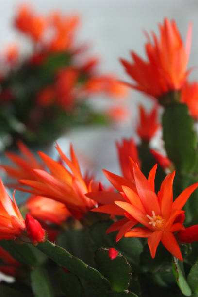 Stock photo of scarlet red orange Easter cactus flowers. These flowering cacti plant are hybrid specimen houseplant with brightly coloured flowers in sunshine, growing on the windowsill in a sunny position, hatiora gaertneri ornamental Christmas / Whitsun cactus plant imagen de las flores de cactus de pascua de color rojo escarlata naranja, cactus floración planta de espécimen híbrido de planta interior con flores de colores brillantes en el sol, creciendo en el alféizar de la ventana en una posición soleada, hatio