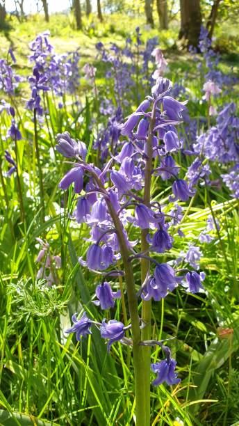 istock Bluebells growing wild in woods 1150241314