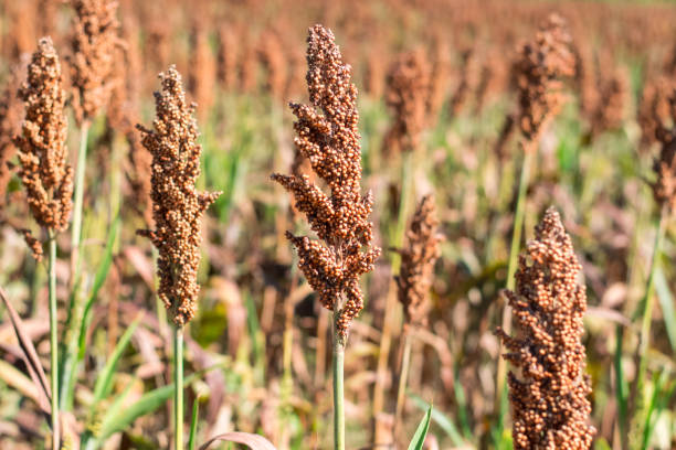 istock field of sorghum 1150244154