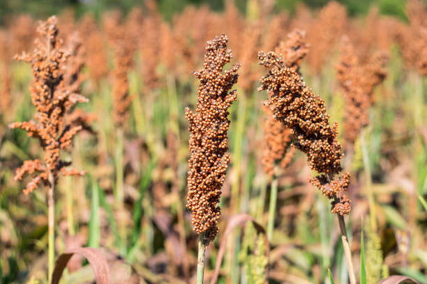 istock field of sorghum 1150245091