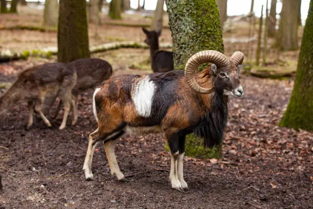 Mouflon Male (Ovis musimon) with big curvy horns in the German forest.