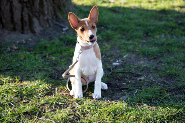 두 톤의 basenji 강아지의 가까운 전면 보기 잔디 영역에 앉아 메 펜 emsland 독일에서 카메라를 찾고 - 바센지 뉴스 사진 이미지