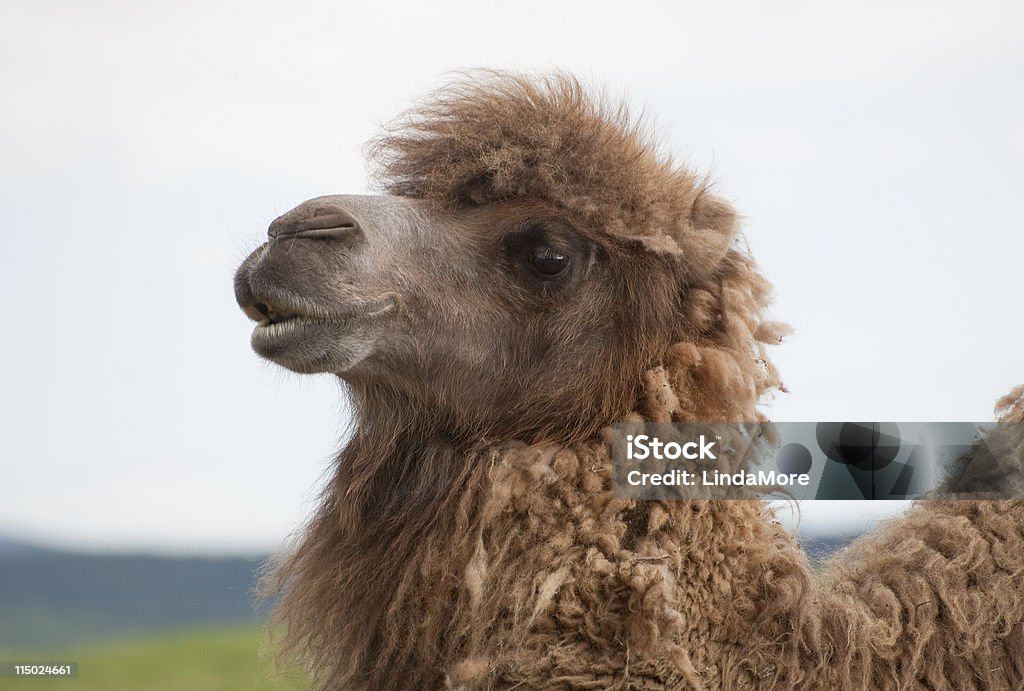 Bactrial Верблюд силуэт, крупный план - Стоковые фото Бежевый роялти-фри