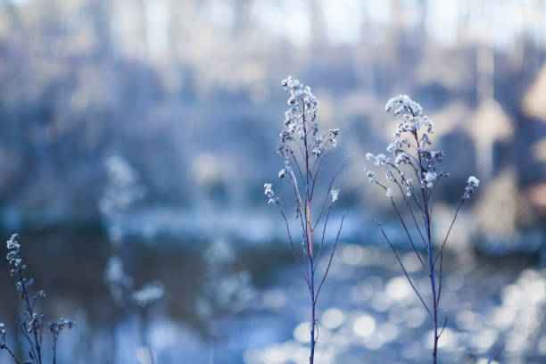 istock Close-up snow-covered flowers on blurred winter background and emty space for text 1150246689