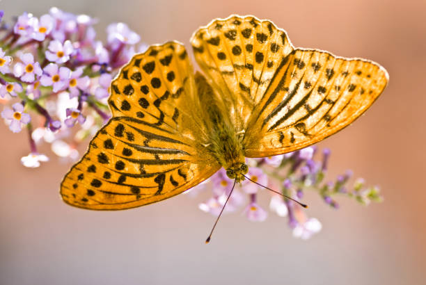 macro de mariposa, argynnis paphia. - argynnis fotografías e imágenes de stock