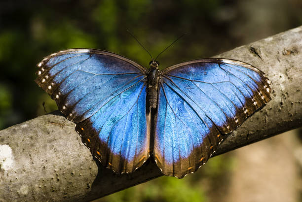 istock blue tropical butterfly, morpho 1150247060