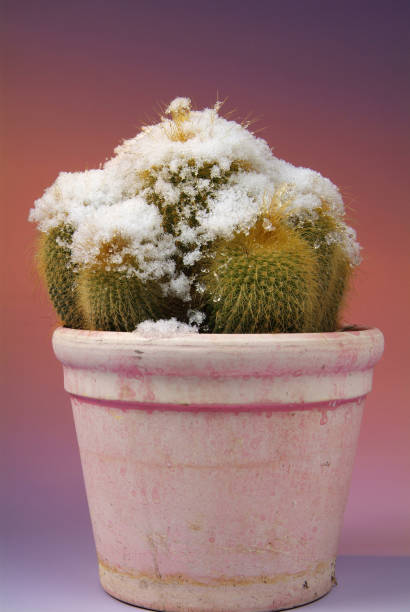 istock Rare scene of cacti with snow tops 1150247292