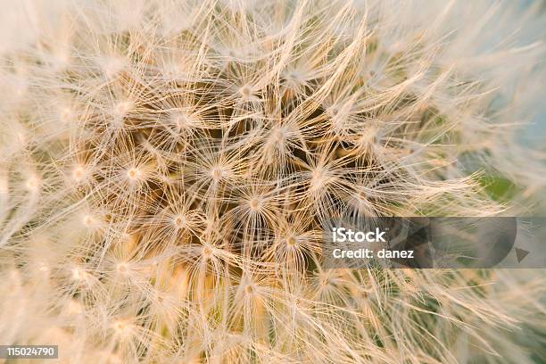 Luce - Fotografie stock e altre immagini di Astratto - Astratto, Botanica, Campo