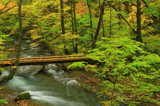 istock Aomori Prefecture A mountain stream of colored leaves 1150248406