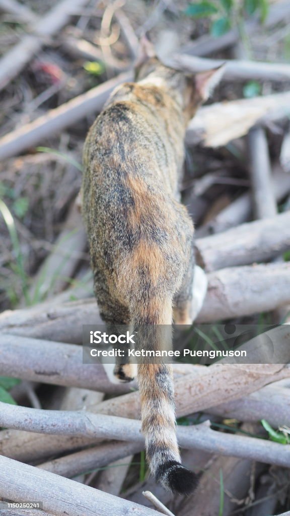 gato retrato en el jardín tiempo de relax verde fondo - Foto de stock de Aire libre libre de derechos