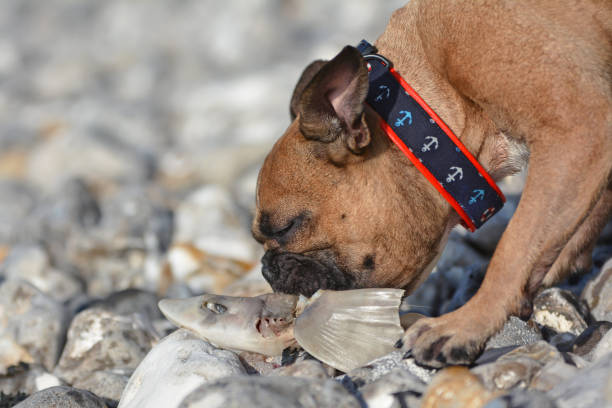 1 600 Dead Dog Carcass Stock Photos Pictures Royalty Free Images animal-bones-u-s-national-park-service