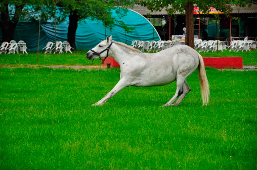 In an equestrian training center in Valladolid-Spain, a jockey is riding a beautiful white thoroughbred horse in dressage training.