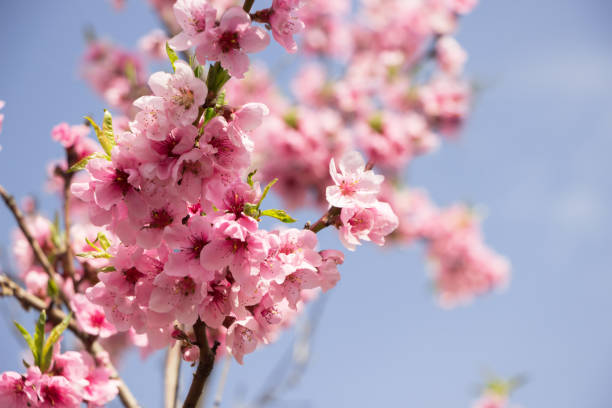 istock Pink cherry blossom. Beautiful Pink flowers on spring blooming tree branch, blue sky.Spring blossoms 1150252384