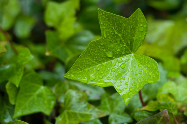 gouttes de pluie sur les feuilles de lierre - dew summer growth flower photos et images de collection