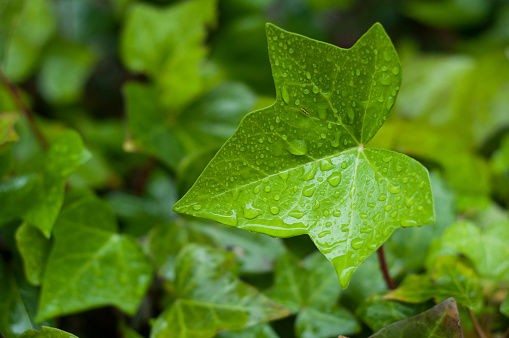 closeup of rain drops on ivy leaves