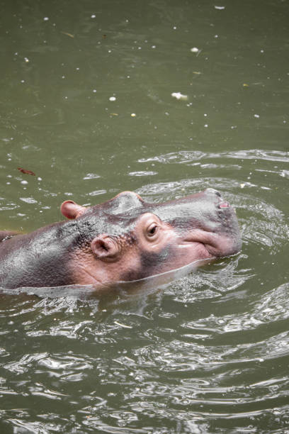 istock Hippo floating in the water. 1150253668