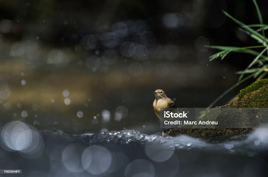 Songbird jaune watgail - Photo de Beauté libre de droits