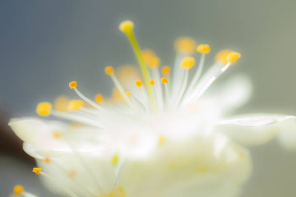 istock Plum white flowers with the soft background 1150255891