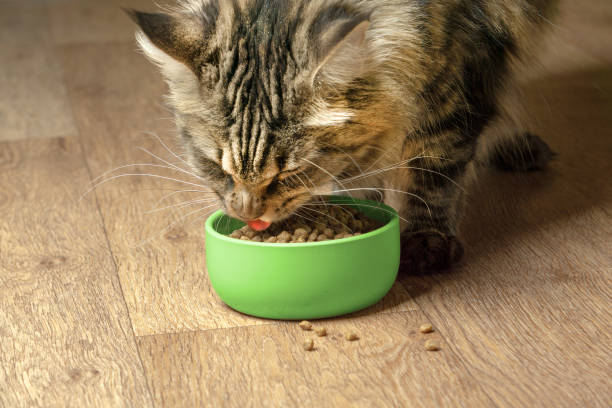 istock Funny Maine Coon cat eats from a green bowl 1150255929