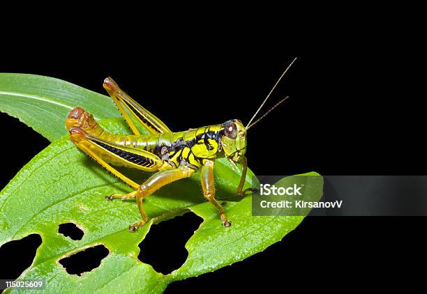 Grasshopper On Leaf Stock Photo - Download Image Now - Cricket - Insect, Insect, Animal
