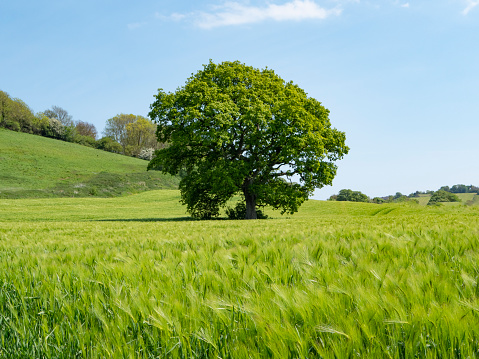 An old oak tree in a agricultural field on a sunny summer's day
