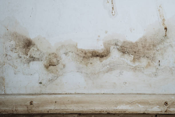 곰 팡이가 있는 금형 벽의 근접 촬영 - mold basement house wet 뉴스 사진 이미지