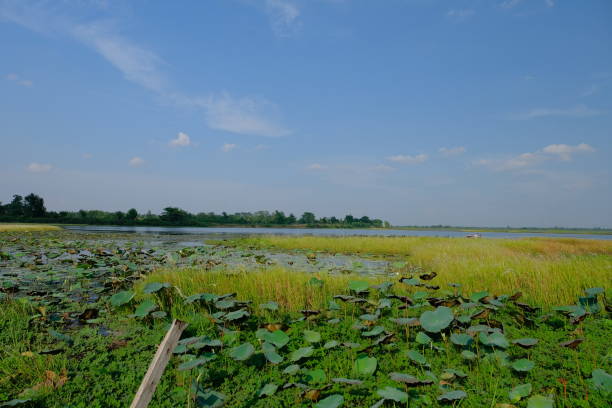 istock Lanscape and nature in the lake 1150256904