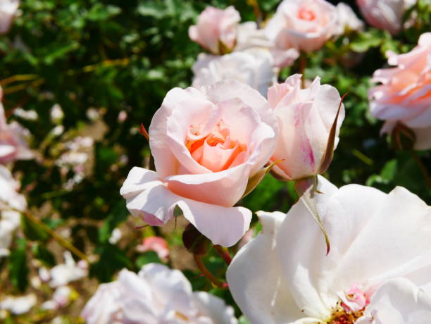 istock Rose garden on a sunny day 1150258653