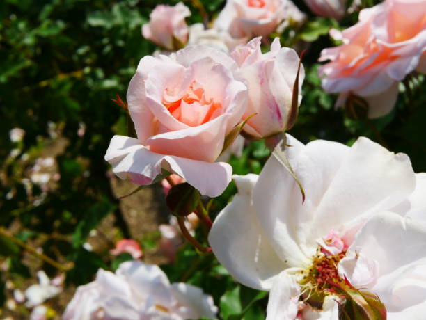 istock Rose garden on a sunny day 1150258657